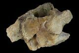2.9" Dinosaur Braincase Section - Alberta (Disposition #000028-29) - #132030-2